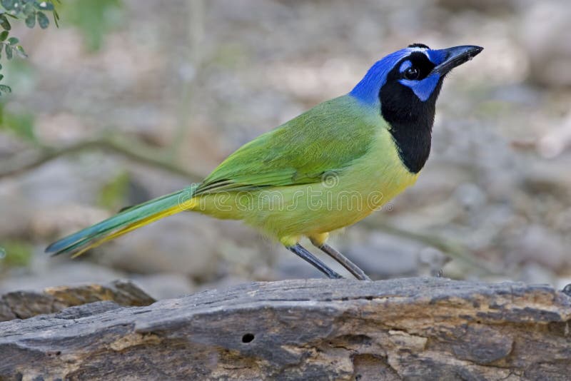 Jay verde hermoso, yncas de Cyanocorax fotografía de archivo Jay verde hermoso, yncas de Cyanocorax fotografía de archivo