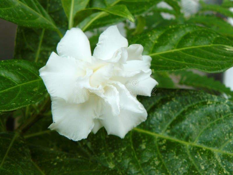 348 Flor Del Jazmín De Cabo Fotos de stock - Fotos libres de regalías de  Dreamstime