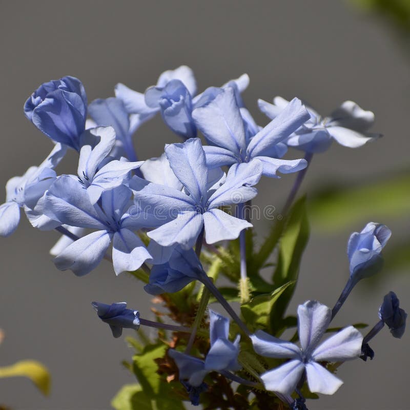 Jazmín del cielo imagen de archivo. Imagen de flor, azul - 163011311