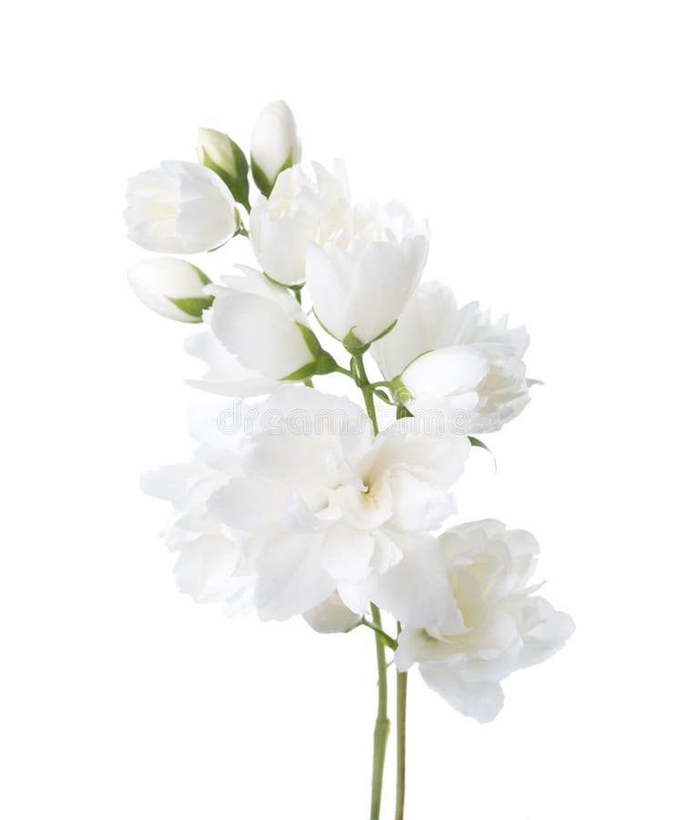 Jaśminowi ` s Philadelphus kwiaty odizolowywający na bielu obraz royalty free Jaśminowi ` s Philadelphus kwiaty odizolowywający na bielu obraz royalty free