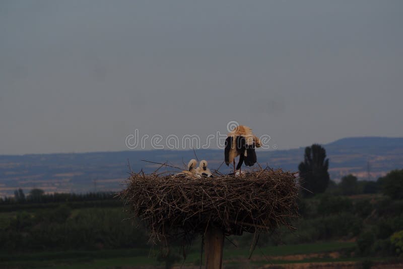Je me toilette moi-même tandis que les petits sommeil, Lerida images libres de droits Je me toilette moi-même tandis que les petits sommeil, Lerida images libres de droits