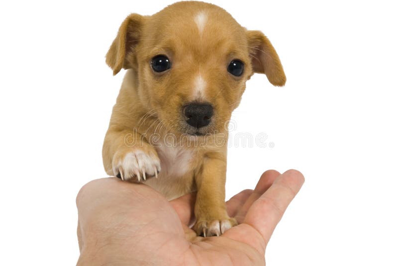 I am your friend. Dog a Hand. I am your friend. Dog a Hand.
