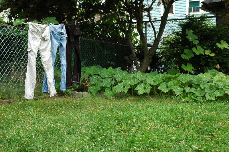 Jeans on clothes line. stock image. Image of backyard, blue - 193065