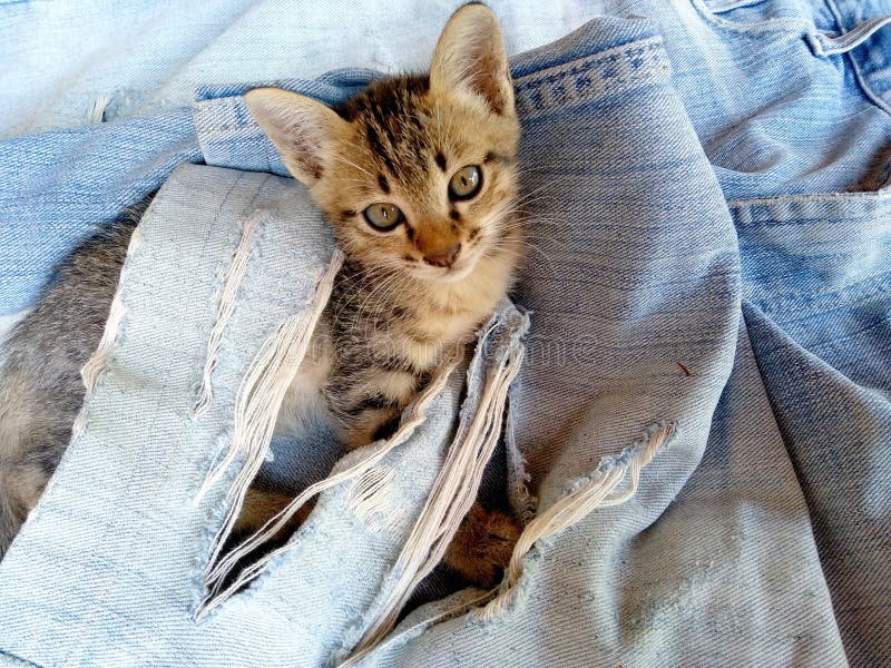 Jeans Torn Denim Texture with Cat. Ripped Destroyed Jeans Background