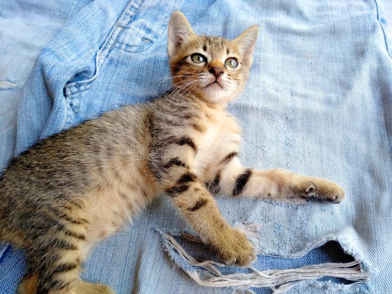 Jeans zerrissen Denim-Textur mit Katze. zerstörter Jeanenhintergrund. Jeans-gerissener Hintergrund. Jeans zerrissene Denim-Textur.