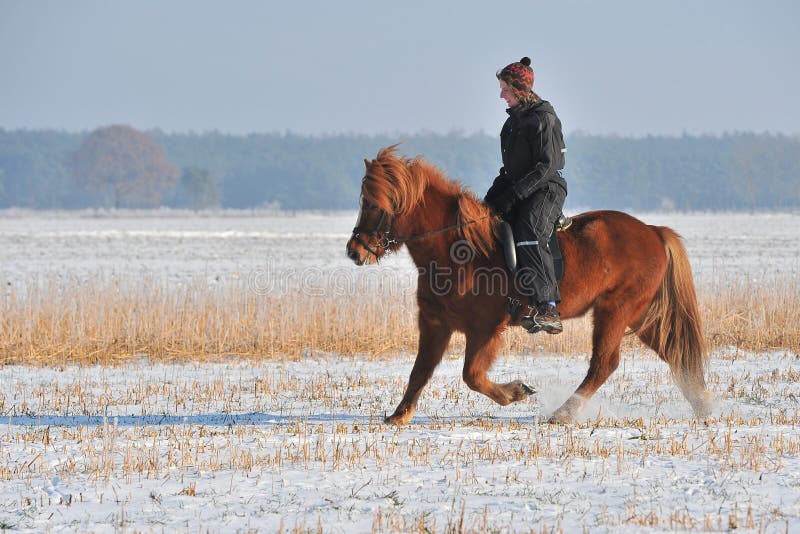 Riding islandic horse in winter. Riding islandic horse in winter