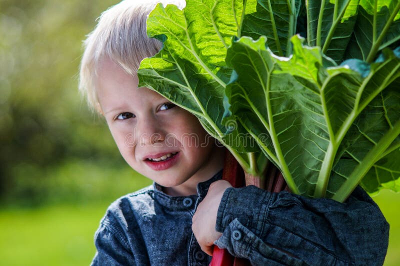 Jeden mała preschool chłopiec który żniwa jeden wielką wiązkę rabarbary w ogródzie na pogodnym wiosna dniu zdjęcia royalty free Jeden mała preschool chłopiec który żniwa jeden wielką wiązkę rabarbary w ogródzie na pogodnym wiosna dniu zdjęcia royalty free
