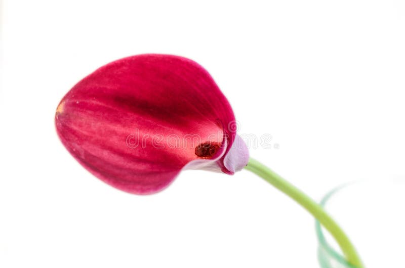 Jeden odizolowywający kalia kwiat w szklanej wazie lilly obraz royalty free Jeden odizolowywający kalia kwiat w szklanej wazie lilly obraz royalty free