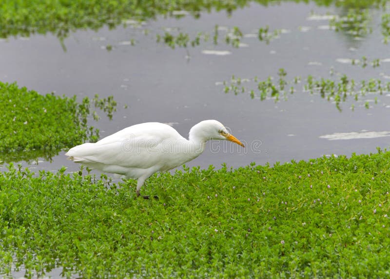 One Cattle Egret foraging for food in shallow marsh waters. The cattle egret nests in colonies, which are often found around bodies of water. One Cattle Egret foraging for food in shallow marsh waters. The cattle egret nests in colonies, which are often found around bodies of water