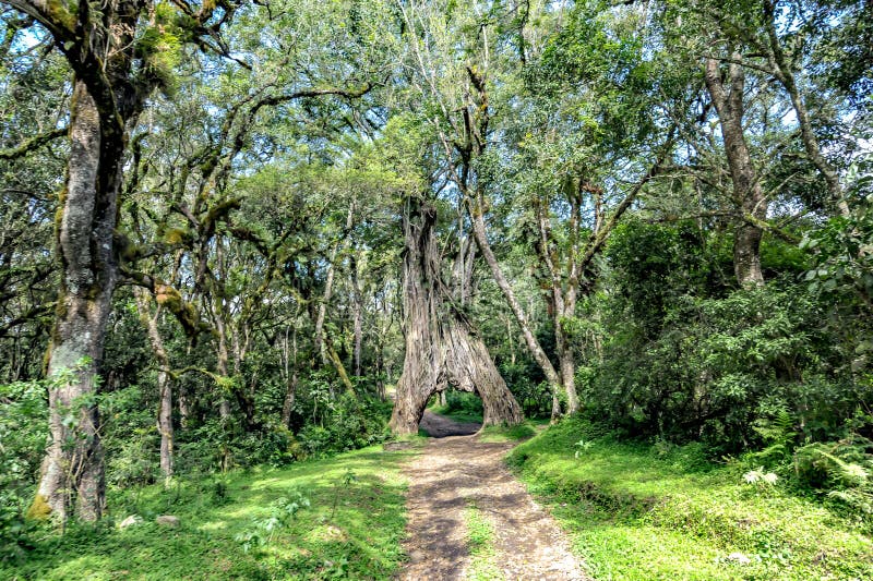 Jedzie przez figi drzewa, Ficus drzewo z dziurą dla samochodu obraz stock Jedzie przez figi drzewa, Ficus drzewo z dziurą dla samochodu obraz stock