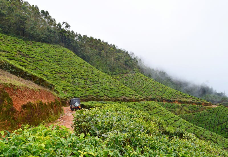 Jeep Safari in Kolukkumalai Tea Estate - Tea Plantations over Hills