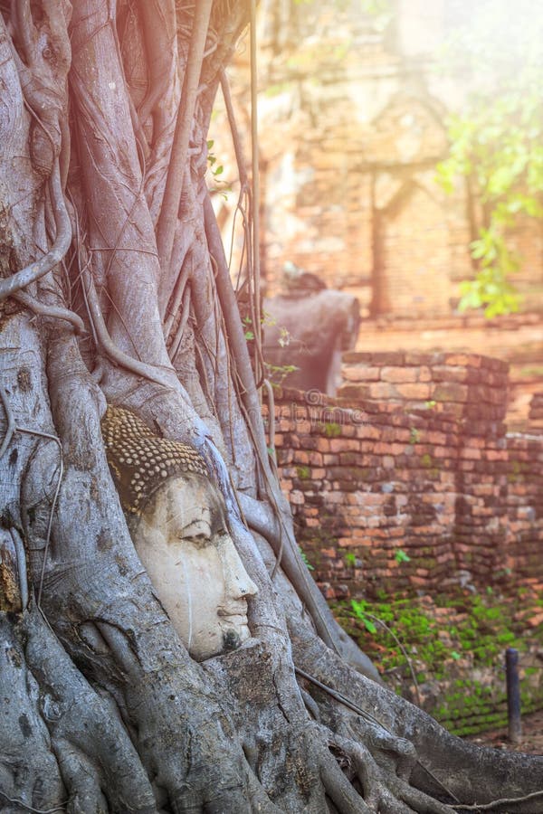 Head of the sandstone buddha in the big tree root. At Ayutthaya Historical Park in Ayutthaya province, Thailand. Head of the sandstone buddha in the big tree root. At Ayutthaya Historical Park in Ayutthaya province, Thailand