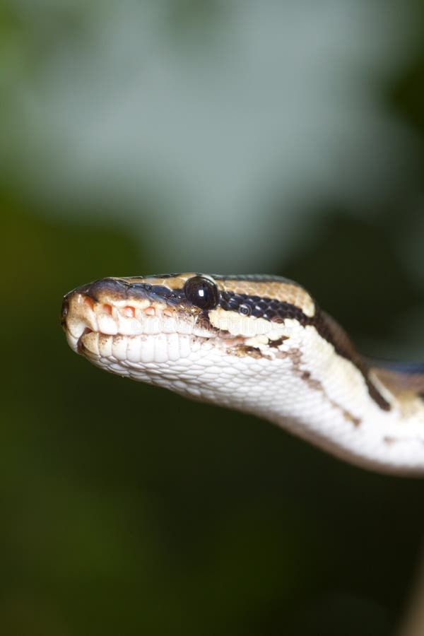 Pitones reales en estudio foto de archivo. Imagen de despredador