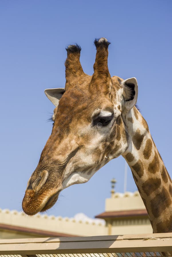 Jefe de un primer de la jirafa contra el cielo en el parque zoológico imágenes de archivo libres de regalías Jefe de un primer de la jirafa contra el cielo en el parque zoológico imágenes de archivo libres de regalías