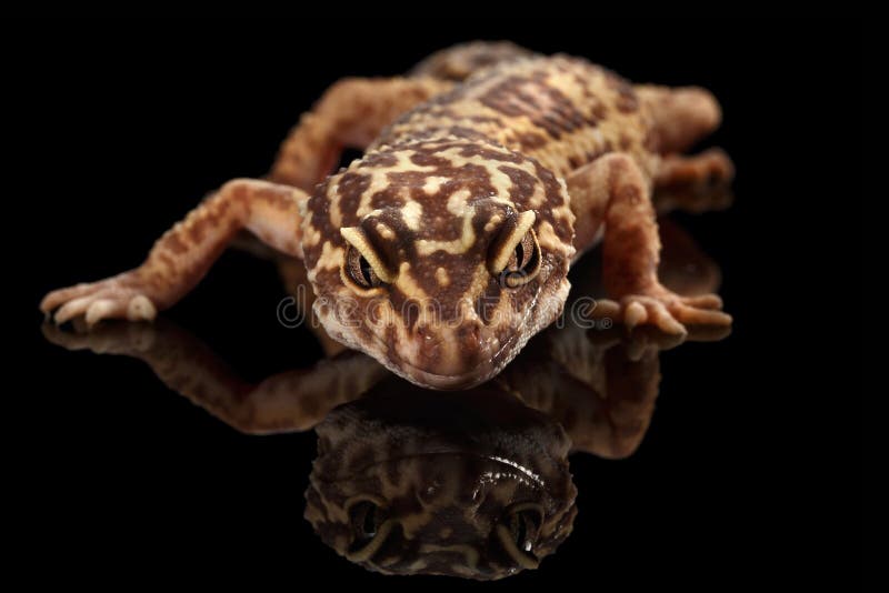 Jefe del primer del macularius de Eublepharis de la salamandra del leopardo aislado en negro fotos de archivo Jefe del primer del macularius de Eublepharis de la salamandra del leopardo aislado en negro fotos de archivo