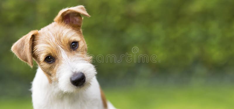 Jefe divertido de un perro casero lindo feliz del perrito - idea de la bandera del web
