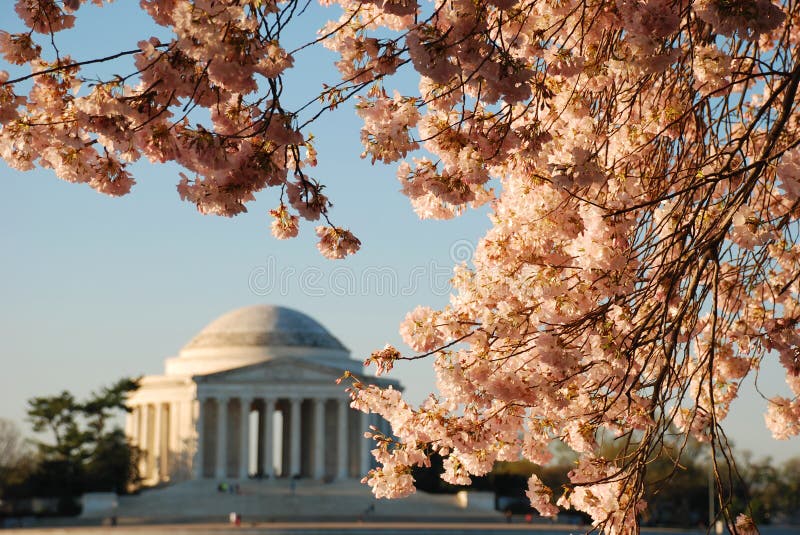 Jefferson Memorial during Cherry Blossom Bloom Stock Photo Image of