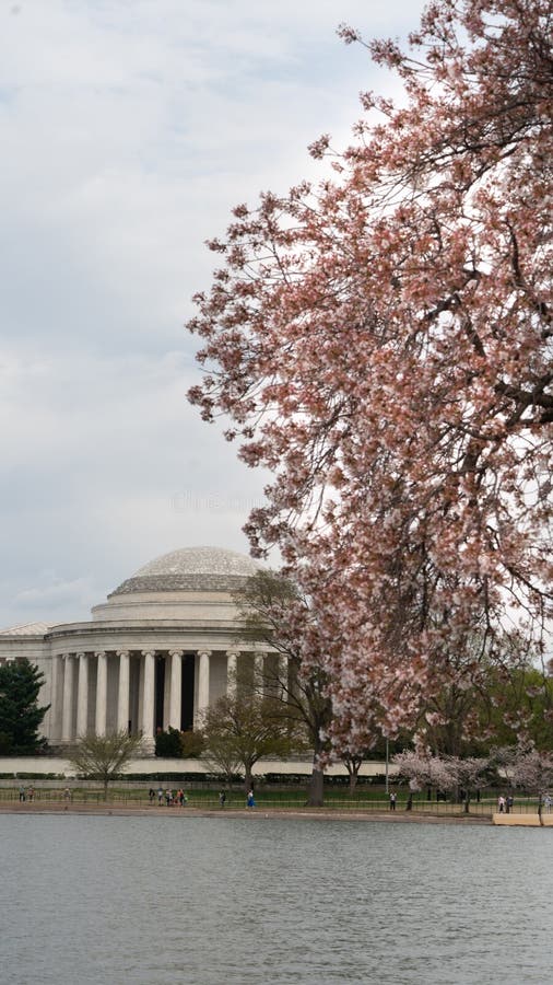 Jefferson Memorial en Mensen die van de Getijbekkenbloesems genieten stock fotografie Jefferson Memorial en Mensen die van de Getijbekkenbloesems genieten stock fotografie