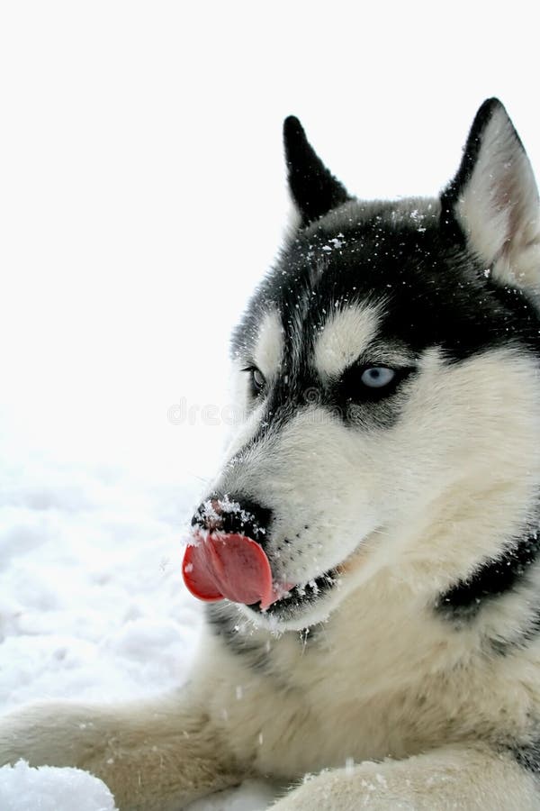 Jego nos lizał husky obraz stock