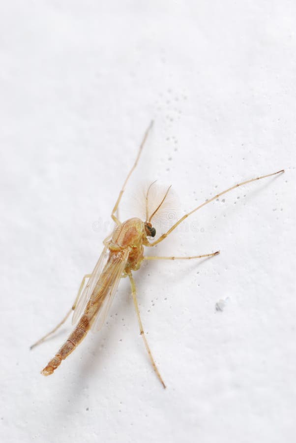 A macro photo taken on a brown midge against a white wall. The midge was no more than 3-4mm in body length. A macro photo taken on a brown midge against a white wall. The midge was no more than 3-4mm in body length.
