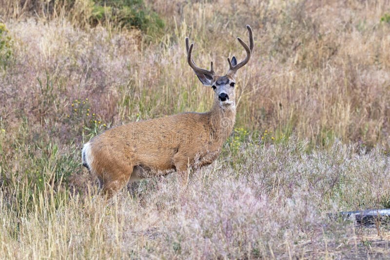 jeleni hemionus muła odocoileus obraz royalty free jeleni hemionus muła odocoileus obraz royalty free