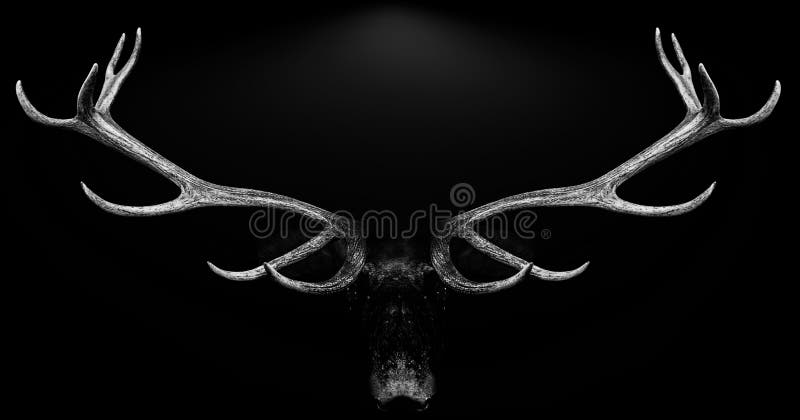 Deer antlers 3d isolated black white background. Deer antlers 3d isolated black white background