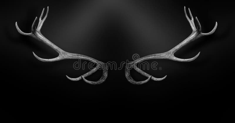 Deer antlers 3d isolated black white background. Deer antlers 3d isolated black white background