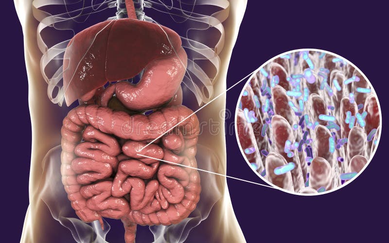 Jelitowy microbiome, zakończenie widok jelitowi villi i enteric bakterie, ilustracja wektor Jelitowy microbiome, zakończenie widok jelitowi villi i enteric bakterie, ilustracja wektor