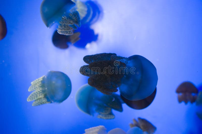 Jelly Fish stock photo. Image of clear, pyllorhiza, deep 1042134