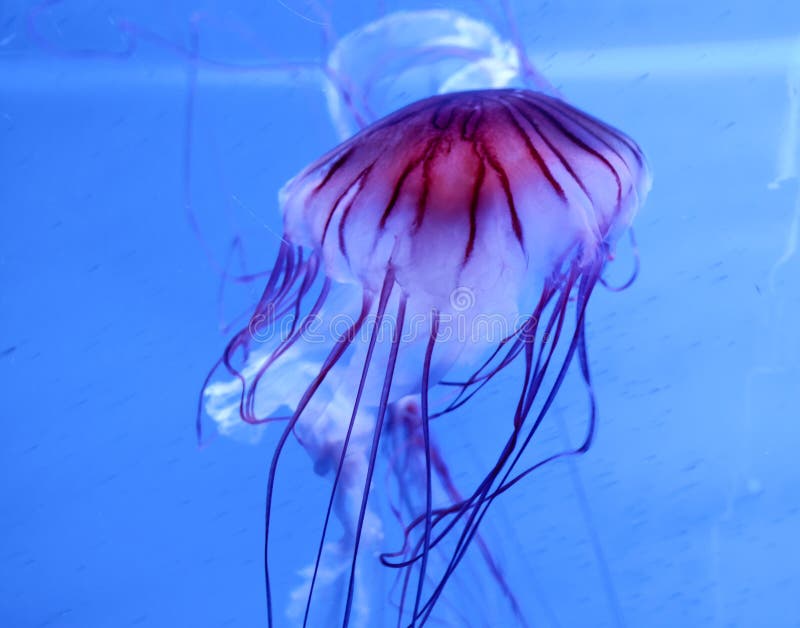 Jelly Fish stock photo. Image of life, jelly, water, ocean 27900692
