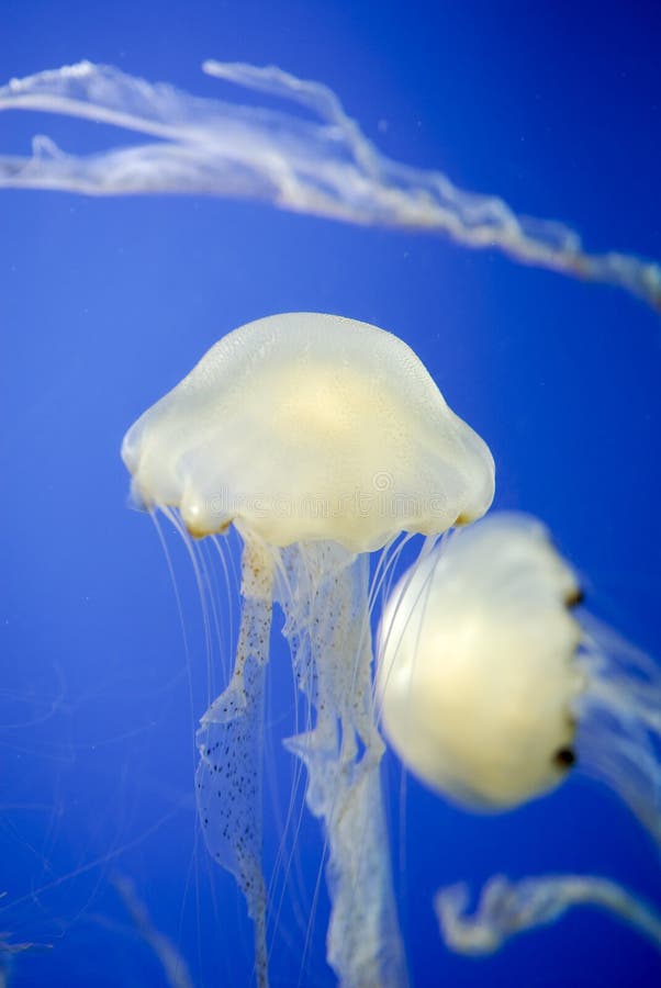 Jelly fish