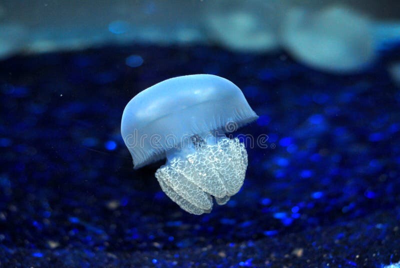 jelly fish