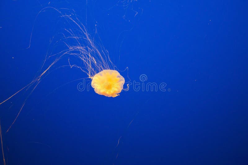 Jelly fish stock image. Image of color, aqua, float, medusa 38748359