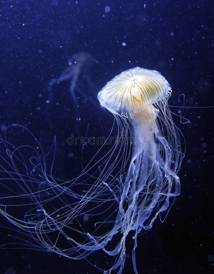 Jelly fish