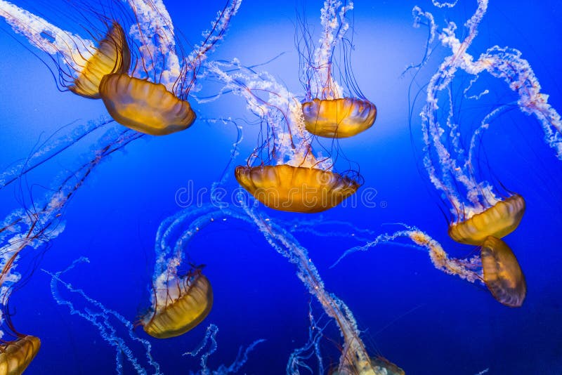 Jelly Fish in Blue Water