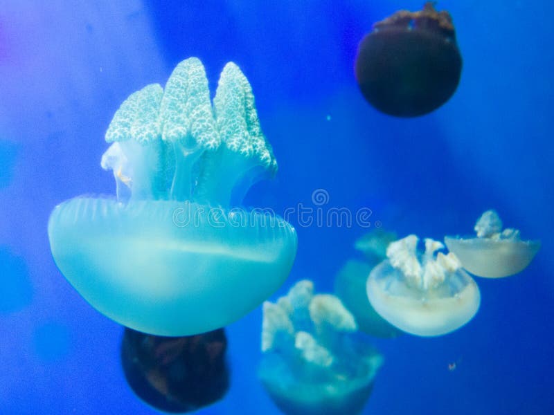 Jelly Fish Glow in the Dark Stock Image Image of jellyfish