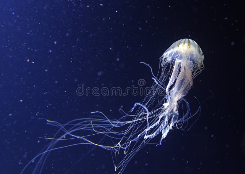 Jelly fish