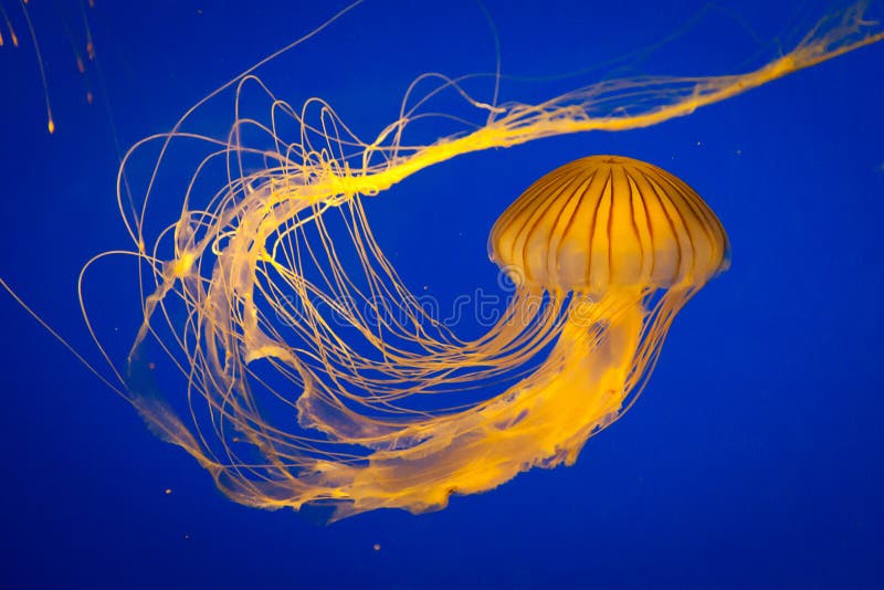 Jelly Fish nadadora alaranjada brilhante foto de stock Jelly Fish nadadora alaranjada brilhante foto de stock