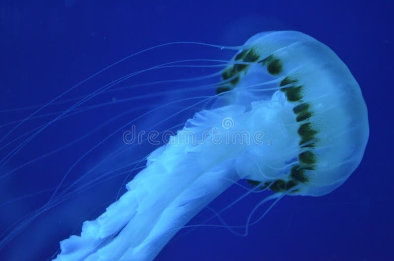 Jelly Fish stock image. Image of deep, aquatic, fishes 1161167