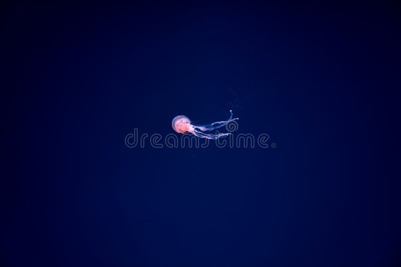 Jelly fishes are swimming and glowing in the dark blue water stock photography Jelly fishes are swimming and glowing in the dark blue water stock photography