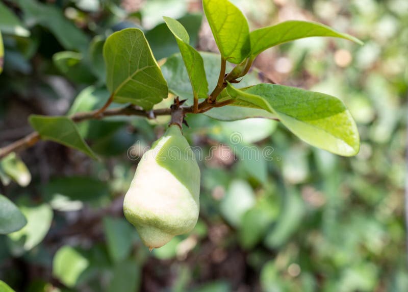 Jelly Fruit Hanging from a Climbing Fig Vine Branch Stock Image Image