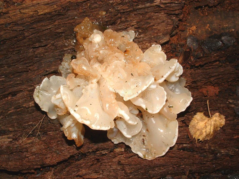 Jelly Fungus