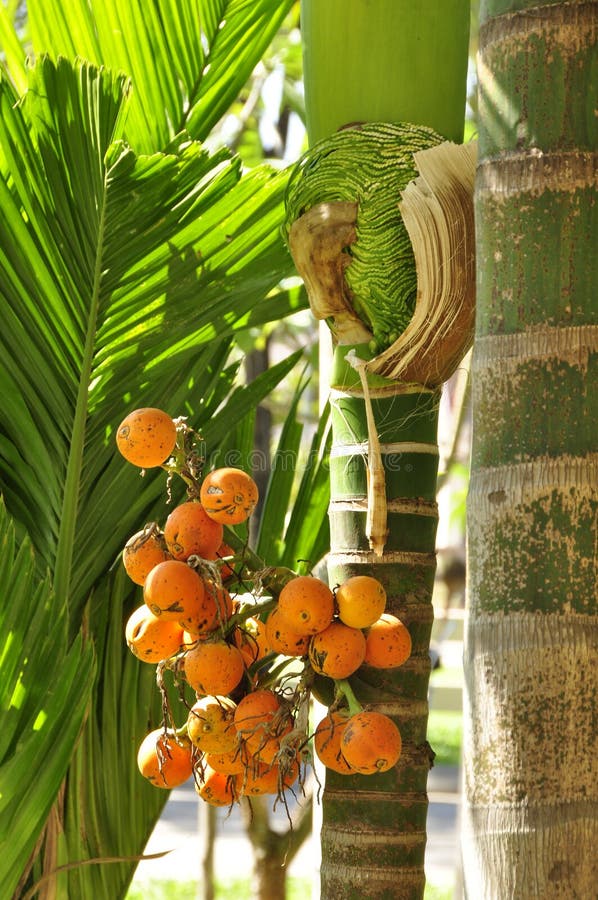 Jelly Palm (Butia capitata) stock afbeelding