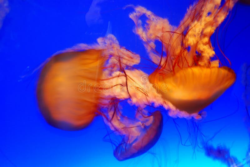 Jellyfish stock image. Image of jellyfish, nature, mollusk 14403851