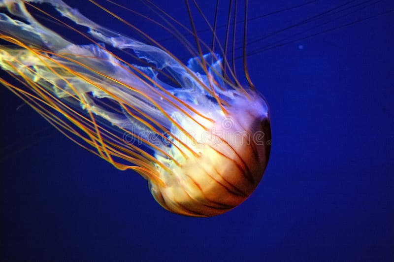 jellyfish στοκ εικόνες jellyfish στοκ εικόνες