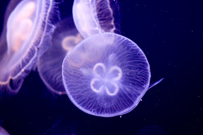 Jellyfish