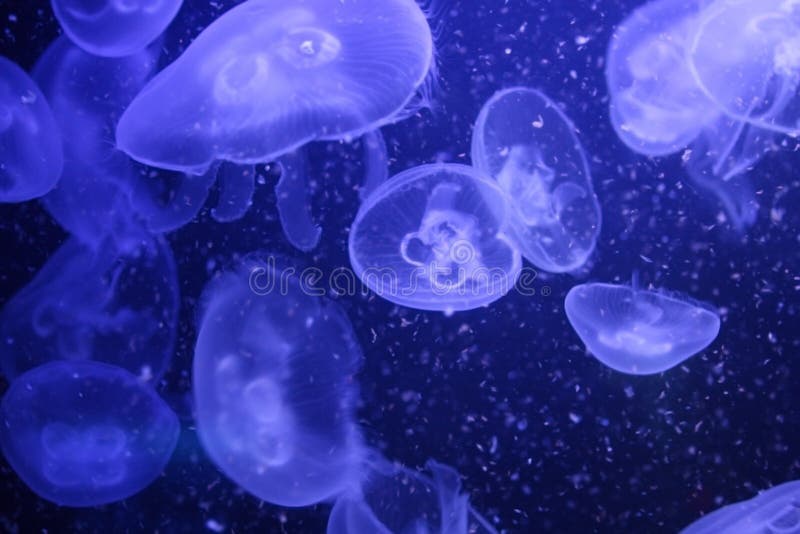 Jellyfish