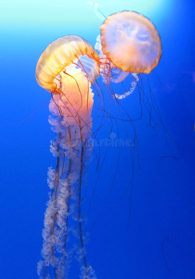 Jellyfish