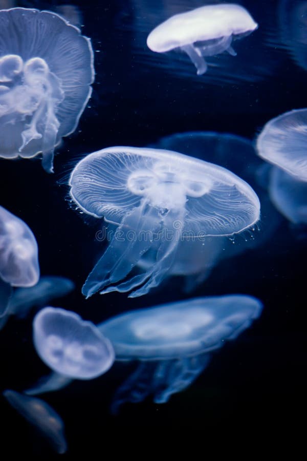 Moon Jellyfish stock photo. Image of sealife, wild, aurelia 10463634