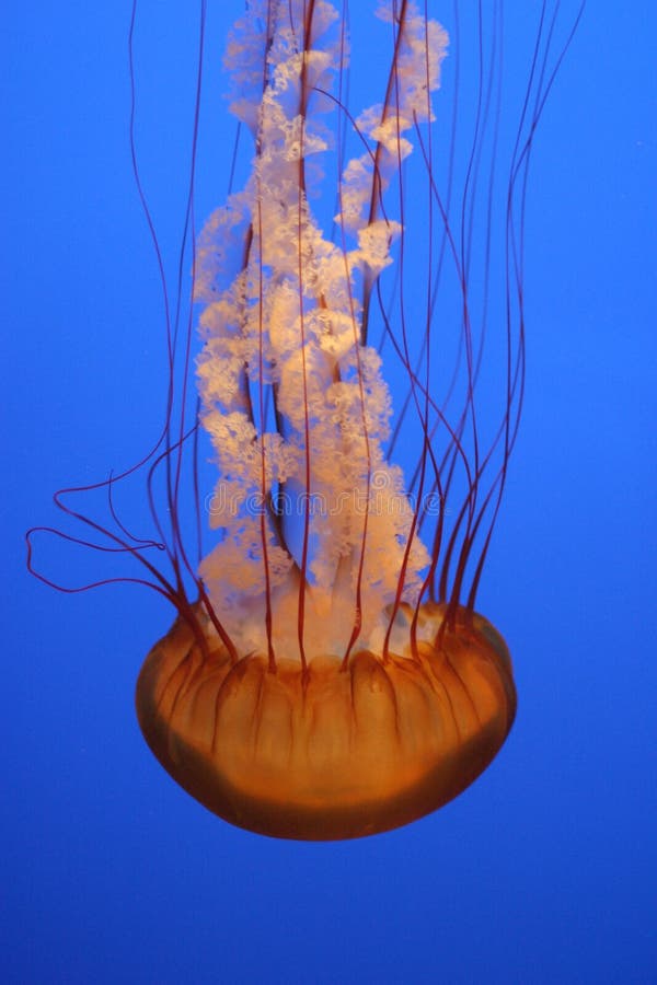 Jellyfish stock photo. Image of jellyfish, glowing, dangerous 6183684